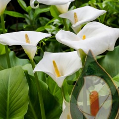 Easter Lilies