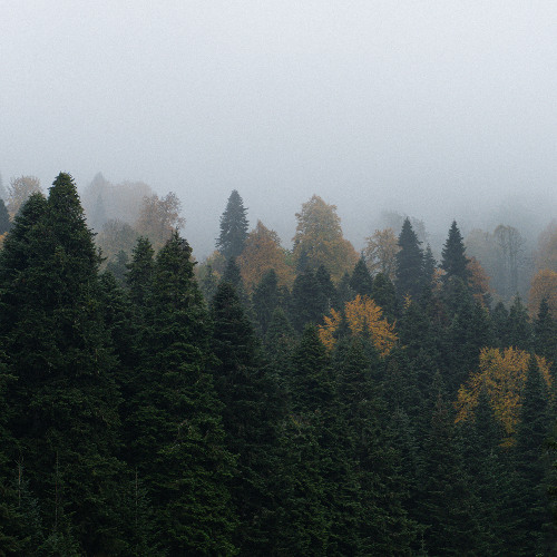 İki Farklı Göçün Kesişimi / The Intersection of Two Different Migrations