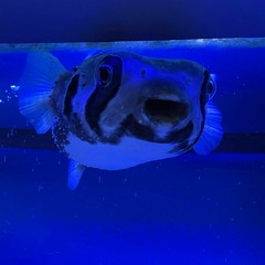 Rap ít người biết đỉnh vlozzzzz