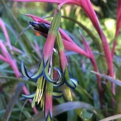 billbergia