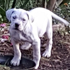 Rza "this is for my hood ft Trz , Luiville slugga