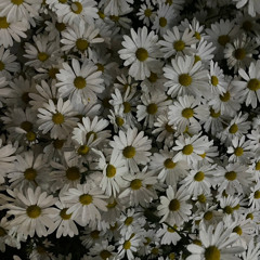 밍기뉴-개화(cover)