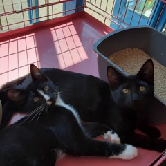 Playboi Carti - Choppa Won't Miss X Casper McFadden - ...Lost.wav