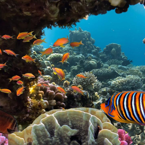 Ocean Life (Snippet)