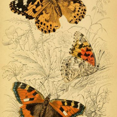 vanessa cardui (prod. banjo)