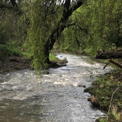 Merri Creek, Melbourne, Victoria, AUSTRALIA