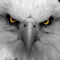 Ls9 - Visão de águia🦅