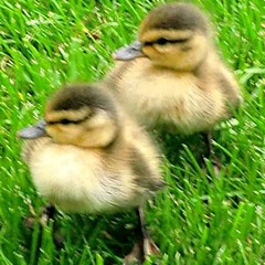 Mallard