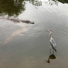 We are the champions - Queen Cover, in Scary Pockets style