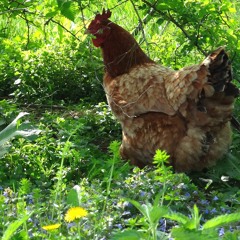 Chickens In The Pig Pen (version 2)