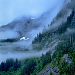 Green Forests of The North