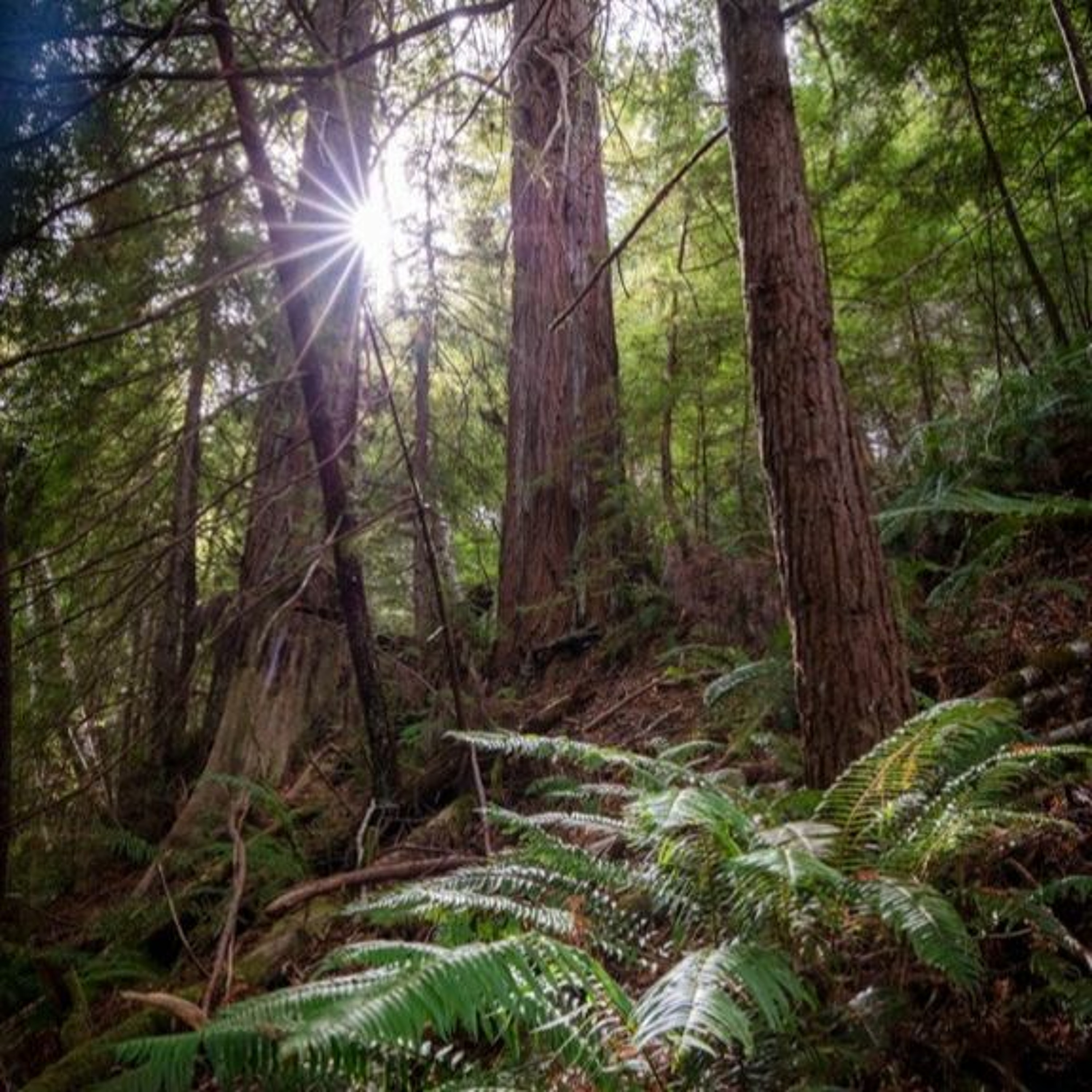 Curbing Plastic Waste, Redwoods Returned to Tribes, Miseducation: How Climate Is Taught in America episode artwork