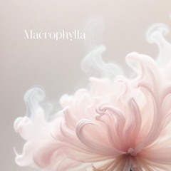 MACROPHYLLA