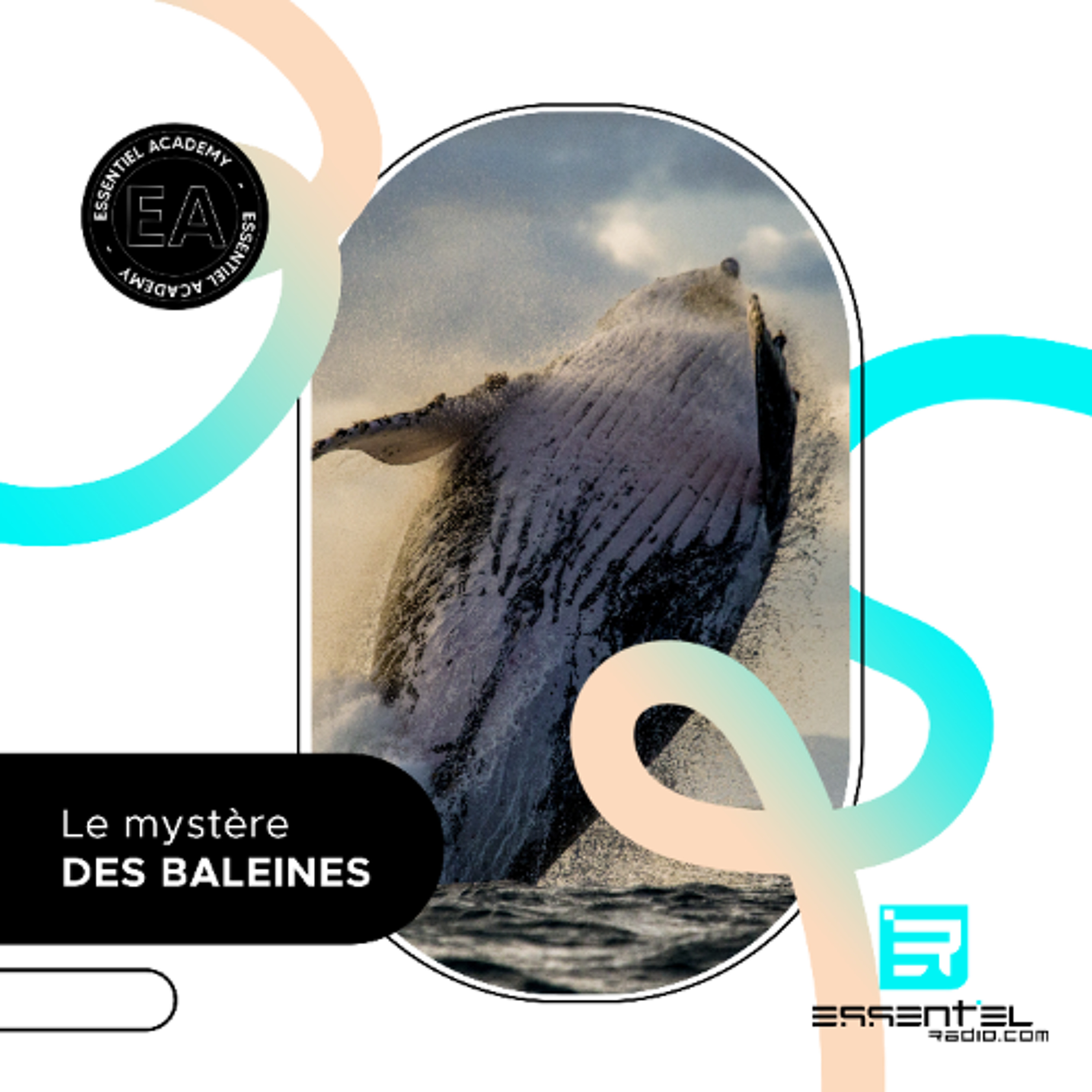 Le mystère des baleines - Podcast du 16/02