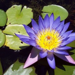 Nymphaea Caerulea