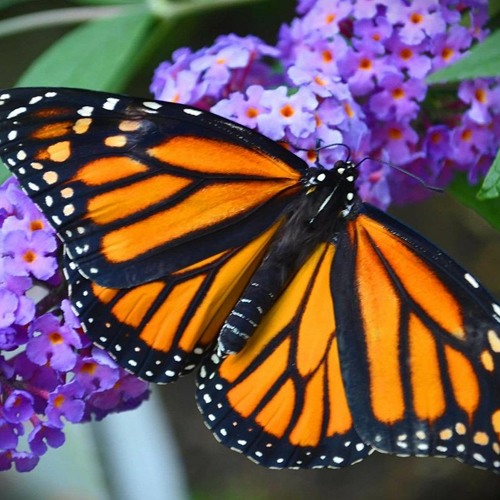 Stream episode Butterfly Fly Away cover by Kirstie.m.wood podcast