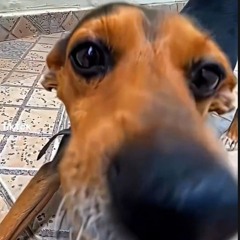 SPOOKY (fenecxx Dj Alex)
