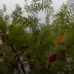 HIO_290825_concert