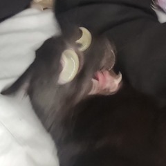 Rotten Blood - BIQUE