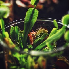 AI Snooze EP04 - Music from plants c3_04