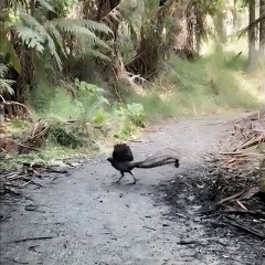 Lyre-Bird-Dandenong-Victoria