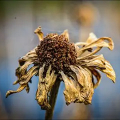 Dead Flowers (prod sogimura}