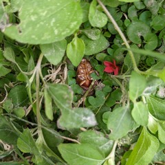 the song we found demo.mp3