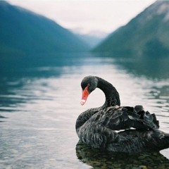 Schwarzer Schwan (prod. by Sub Zero)