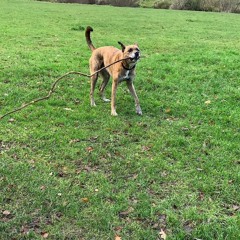 I still miss you doggy