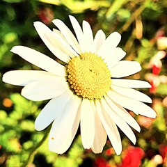 A New Morning in Creekton