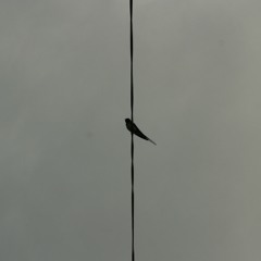 bang bang my baby shot me down || frame drum cover