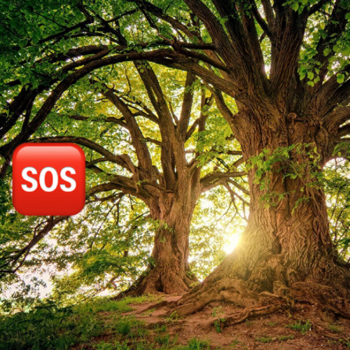 SOS IM IN NATURE AND FADED.PROD-TRENDDU