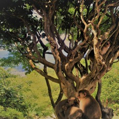 birdsong from earlier