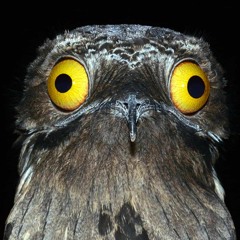 And Your Bird Can Sing