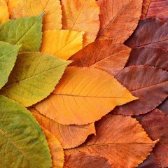 Ausschnitt aus der Abschiedsrede von Franz