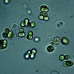 MicroFlora