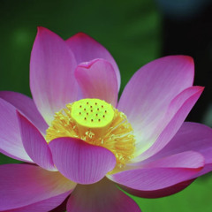Die Lotusblume und der Schlamm