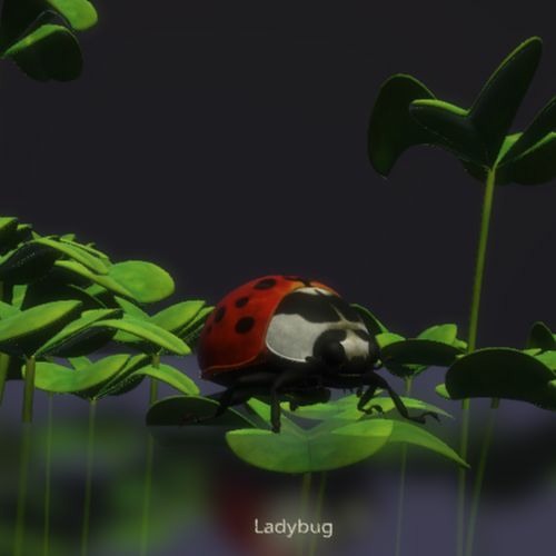 Ladybug
