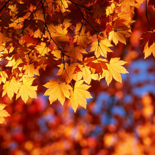 It's Willson with 2 L's: Autumn