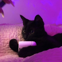 D'gayata rs <3 [experiência sonora felina]