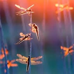 Két világ by Palya Bea