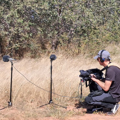 NAMIBIE - Damaraland - Morning - Hyraxes - birds - flies - © Arnaud Soulier 2025