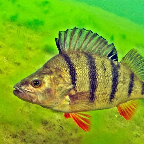 Symphony for the Waters, 4th and 5th Movements ("Frog Meditation" and "Thus Spake Hippopotamus")