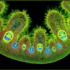 𝖋𝖗𝖆𝖓𝖐 𝖔𝖈𝖊𝖆𝖓 ~ 𝖘𝖔𝖓𝖌𝖘 𝖋𝖔𝖗 𝖜𝖔𝖒𝖊𝖓 (𝖈𝖔𝖛𝖊𝖗)