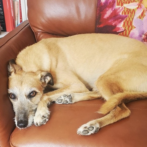 REQUIEM FOR ROSIE