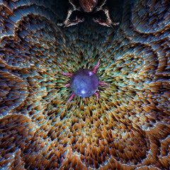 Hidden Hive.