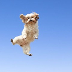 2025-11-25 : Honoring Complexity, Celebrating Joy (Swann)