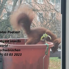 Podcast 1024 @ The Strangest Insects In The World - Taubenschwänzchen ( Europa ) 03 03 2023