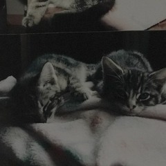 more than pets, you were my best friends