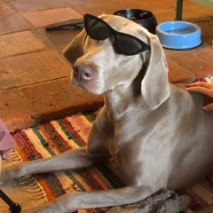 trash but its LANE KINGDOM